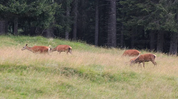 Herten Natuurlijke Park Van Panneggio Trentino Alto Adige — Stockfoto