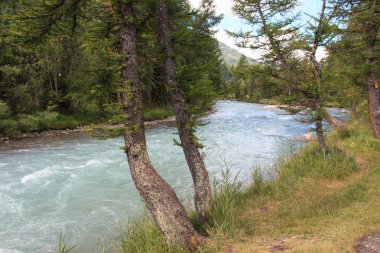 Doire de Ferret, torrente bolluente della Dora Baltea, in val Ferret (Valle Aosta)