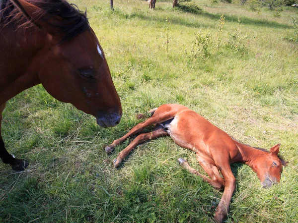 Egy Gyönyörű Kép Anyáról Csikóról Mezőn — Stock Fotó