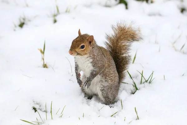 Ardilla Gris Sciurus Carolinensis — Foto de Stock