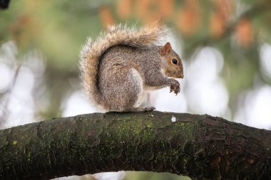 Gri sincap (Sciurus carolinensis)