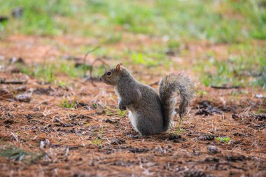 Gri sincap (Sciurus carolinensis)