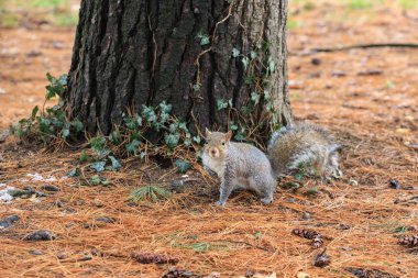 Gri sincap (Sciurus carolinensis)