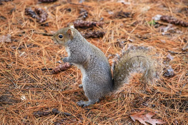 Scoiattolo Grigio Sciurus Carolinensis — Foto Stock