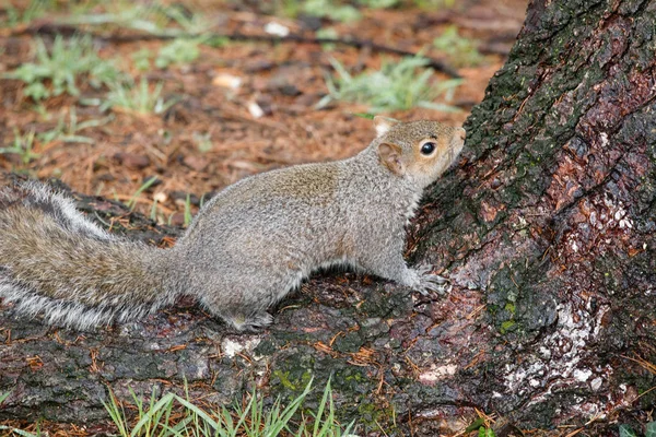 Szürke Mókus Sciurus Carolinensis — Stock Fotó