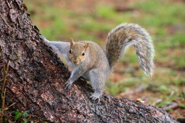 Gri sincap (Sciurus carolinensis)