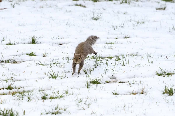 Grå Egern Sciurus Carolinensis - Stock-foto