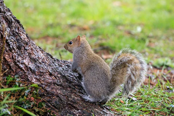 다람쥐 Sciurus Carolinensis — 스톡 사진