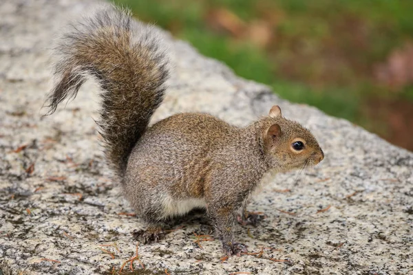 Scoiattolo Grigio Sciurus Carolinensis — Foto Stock