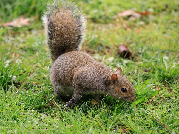 Grijze Eekhoorn Sciurus Carolinensis Stockfoto