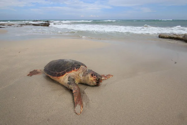 Sea Turtle Caretta Caretta Wound Beach San Foca Salento — Stock Photo, Image