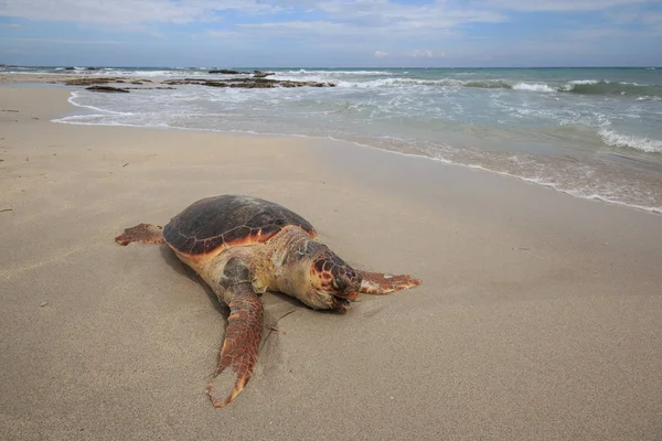 Sea Turtle Caretta Caretta Wound Beach San Foca Salento — Stock Photo, Image