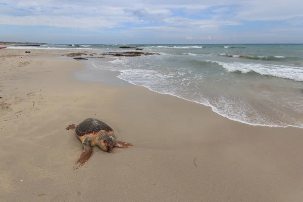 Puerto Deportivo Tartaruga Caretta Caretta Ferita Sulla Spiaggia San Foca — Foto de Stock