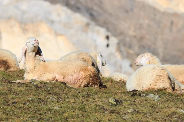 群山中的羊群 — 图库照片
