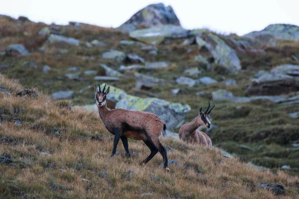 Kozica Rupicapra Rupicapra Wysokiej Valnontey Terenie Parku Narodowego Gran Paradiso — Zdjęcie stockowe