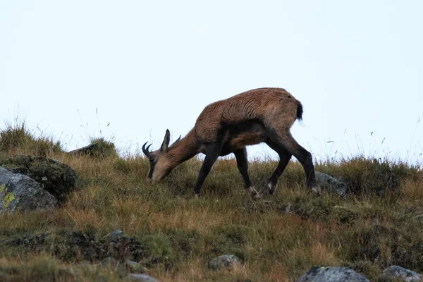 Gems Rupicapra Rupicapra Hoge Valnontey Het Nationaalpark Gran Paradiso — Stockfoto