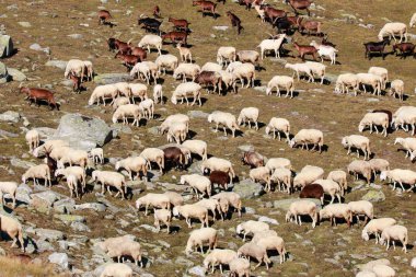 Yüksek dağdaki koyun sürüsü. 