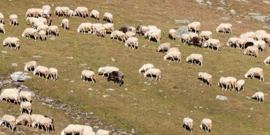 Yüksek dağdaki koyun sürüsü. 
