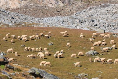 Dağlarda koyun sürüsü