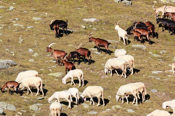 Rebanho Ovelhas Alta Montanha — Fotografia de Stock