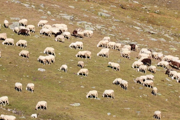 Yüksek Dağdaki Koyun Sürüsü — Stok fotoğraf
