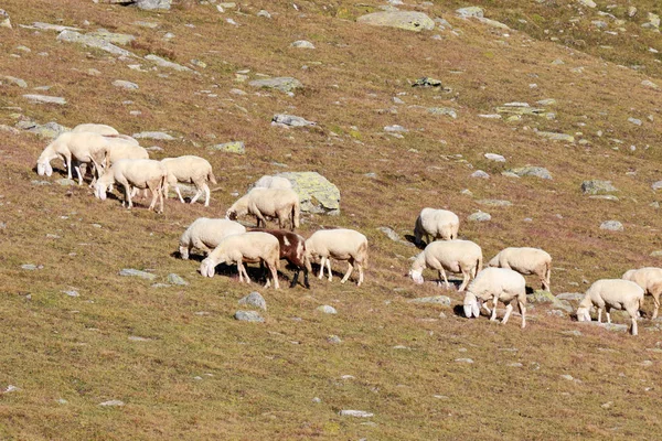 高い山の羊の群れ — ストック写真