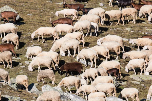 高い山の羊の群れ — ストック写真