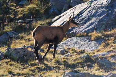 Chamois (Rupicapra rupicapra) yüksek Valnontey, Gran Paradiso Milli Parkı içinde