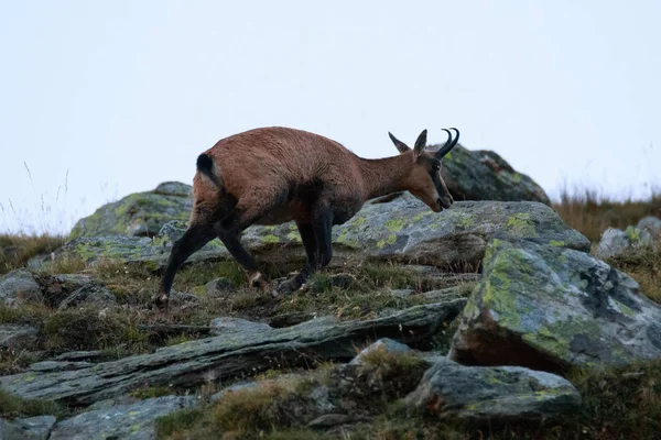 Gems Rupicapra Rupicapra Hoge Valnontey Het Nationaalpark Gran Paradiso — Stockfoto