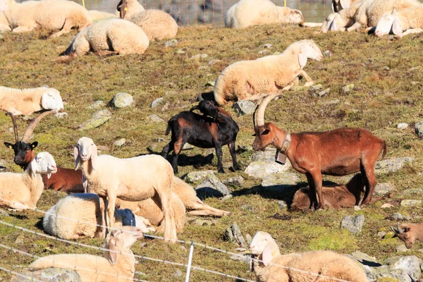 Kudde Schapen Hoge Berg — Stockfoto