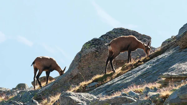 Chamois Rupicapra Rupicapra Alto Valnontey Parque Nacional Gran Paradiso — Fotografia de Stock