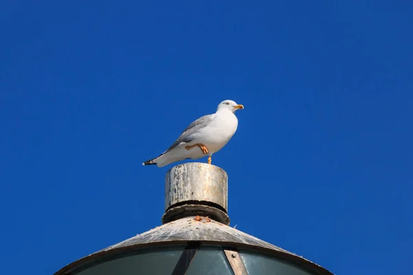 Gull Lighthouse — Stock Photo, Image