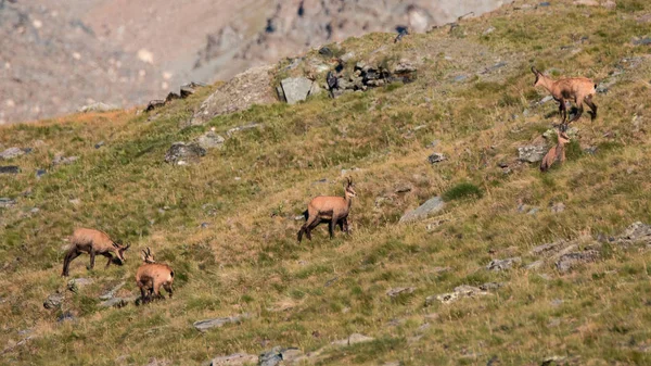 Chamois Rupicapra Rupicapra Valnontey Parque Nacional Gran Paradiso —  Fotos de Stock