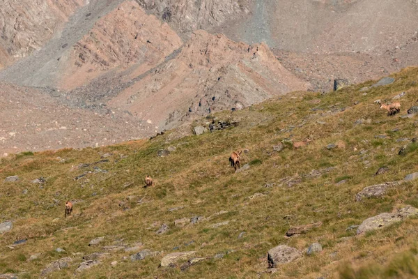 Gems Rupicapra Rupicapra Valnontey Het Nationaal Park Gran Paradiso — Stockfoto