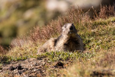 Büyük cennet ulusal parkında dağ sıçanı.