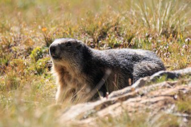 Büyük cennet ulusal parkında dağ sıçanı.