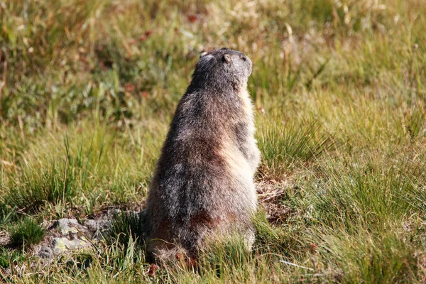 Alpine Marmot Grand Paradise National Park — Stock Photo, Image