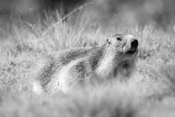 Alpine marmot in the grand paradise national park