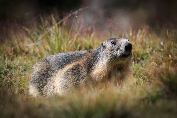 Marmota Alpina Gran Paraíso Del Parque Nacional —  Fotos de Stock