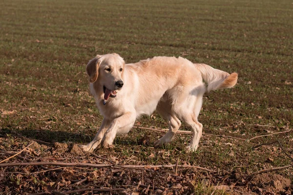 Golden Retriever Κουτάβι Παίζει Στο Πάρκο — Φωτογραφία Αρχείου