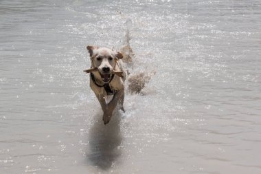 Gölde oynayan Golden Retriever köpeği