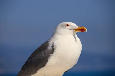 martı duvardaki - Liguria