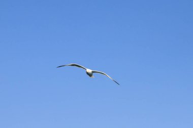 martı uçuş - Liguria