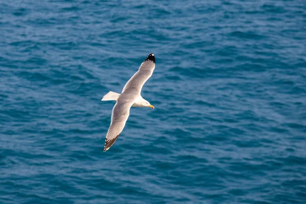 Seagull Flight Liguria — Stock Photo, Image