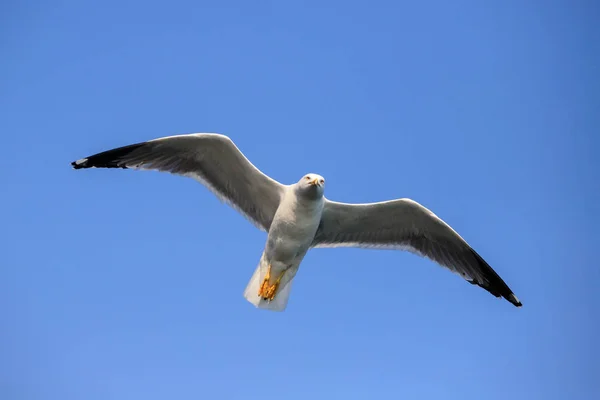 Gaviota Vuelo Liguria —  Fotos de Stock