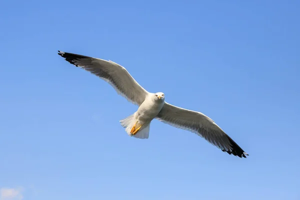 Gaviota Vuelo Liguria —  Fotos de Stock