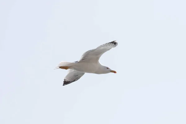 Gaviota Vuelo Liguria —  Fotos de Stock