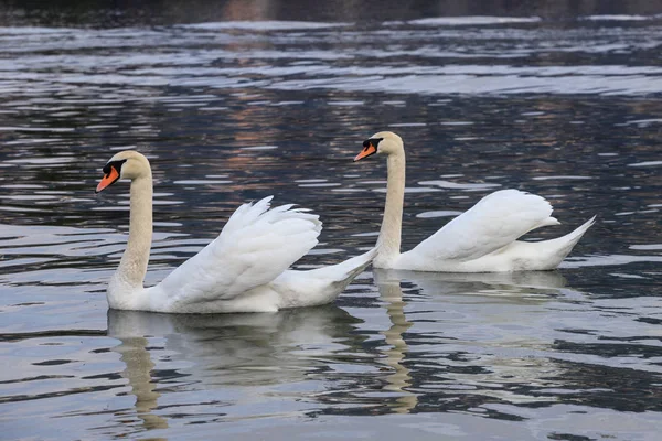 Witte Zwanen Het Meer — Stockfoto