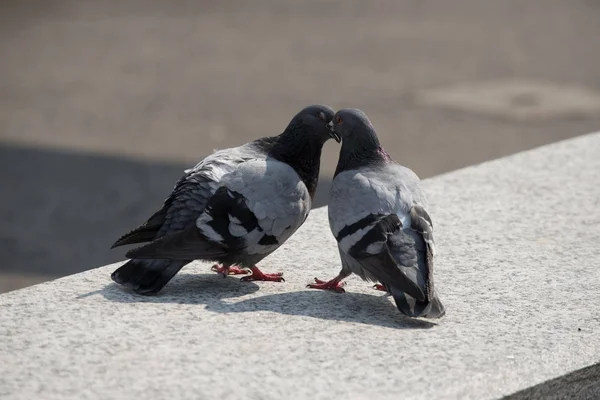 Relationship Pigeons View — Stock Photo, Image
