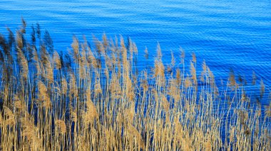 Göldeki sazlıkların manzarası